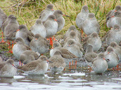 Thumbnail of Redshank